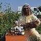 Andrea Farci durante il suo lavoro negli apiari situati nelle campagne della Marmilla