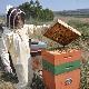 Andrea Farci durante il suo lavoro negli apiari situati nelle campagne della Marmilla