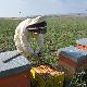 Andrea Farci durante il suo lavoro negli apiari situati nelle campagne della Marmilla - controllo arnie