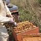 Andrea Farci durante il suo lavoro negli apiari situati nelle campagne della Marmilla - controllo produzione