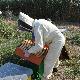 Andrea Farci durante il suo lavoro negli apiari situati nelle campagne della Marmilla - controllo arnie