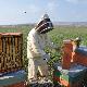 Andrea Farci durante il suo lavoro negli apiari situati nelle campagne della Marmilla - controllo produzione
