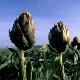 Detail on an artichoke fields