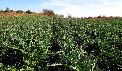 Campo di carciofi