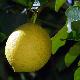 Limone