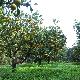 Citrous orchard
