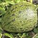 Melone in fase di maturazione