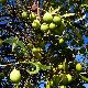 Olive tree with a green fruit