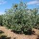 Olive tree with a green fruit