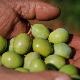 XXII Sagra delle olive