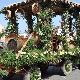 Tradizionale processione delle traccas che si svolge a Serramanna in maggio in occasione della Festa di Sant'Isidoro