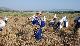 Festa regionale della mietitura e trebbiatura del grano