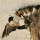 rondine nel nido con piccoli foto di Fabio Cianchi