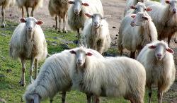 gregge di pecore sarde