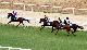 Corsa di cavalli a Villacidro