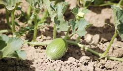 Progetto sperimentale per la diffusione della coltivazione del Melone in asciutto