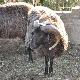 la pecora nera di Arbus rappresenta una delle principali biodiversità del territorio del Medio Campidano