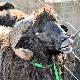 la pecora nera di Arbus rappresenta una delle principali biodiversità del territorio del Medio Campidano