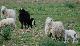 gregge di pecore nere e di pecore bianche
