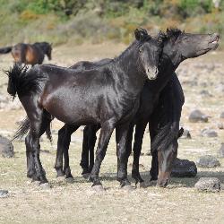 I cavallini della Giara (foto Rosalba Onnis ©2009)