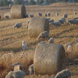 Un paesaggio tipico: Pecore e grano (foto Rosalba Onnis ©2007)
