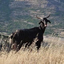 Arbus, capra nera al pascolo (foto Rosalba Onnis © 2009)