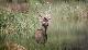 esemplare di cervo sardo (foto di Antonello Cocco)