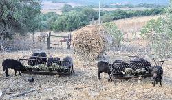pecore nere dell'Azienda Funtanazza dei Fratelli Lampis di Arbus