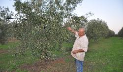 produttore olive