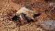 Suino di razza sarda nel fango (foto Rosalba Onnis ©2009)