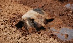 Suino di razza sarda nel fango (foto Rosalba Onnis ©2009)