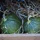 Melone coltivato in asciutto