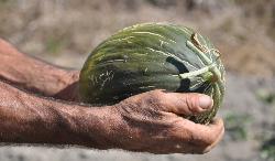 melone in asciutto di Lunamatrona