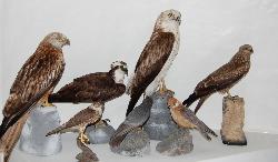 Siddi, Museo Ornitologico della Sardegna