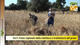 Turri: Festa Regionale della mietitura e trebbiatura del grano