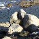 Particolari rocce granitiche di Capo Pecora