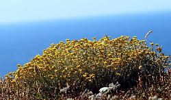 Helichrysum