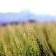 Wheat spikes and Mount Arcuentu on the background