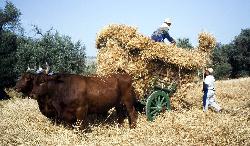 Wheat harvesting