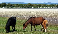 Small horses of the Giara