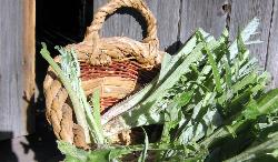 A basket of thistles