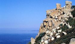 Goat herd at grass in the mountains, with the coast of Arbus on the background