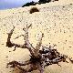 Dunes of Piscinas