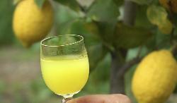 Small glass of lemon liqueur