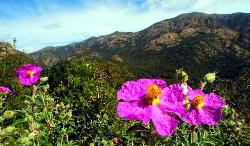 Shrubs of rock rose in the Linas Massif