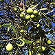 Olive tree with a green fruit