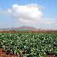 La coltivazione dei carfiovi nella campagne di Samassi
