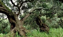 Wilde Olivenbäumen im San Sisinnio Park