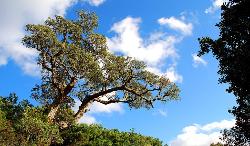 Cork oak