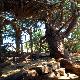 Der riesige jahrhundertealte Wacholderbaum „das Haus des Dichters“